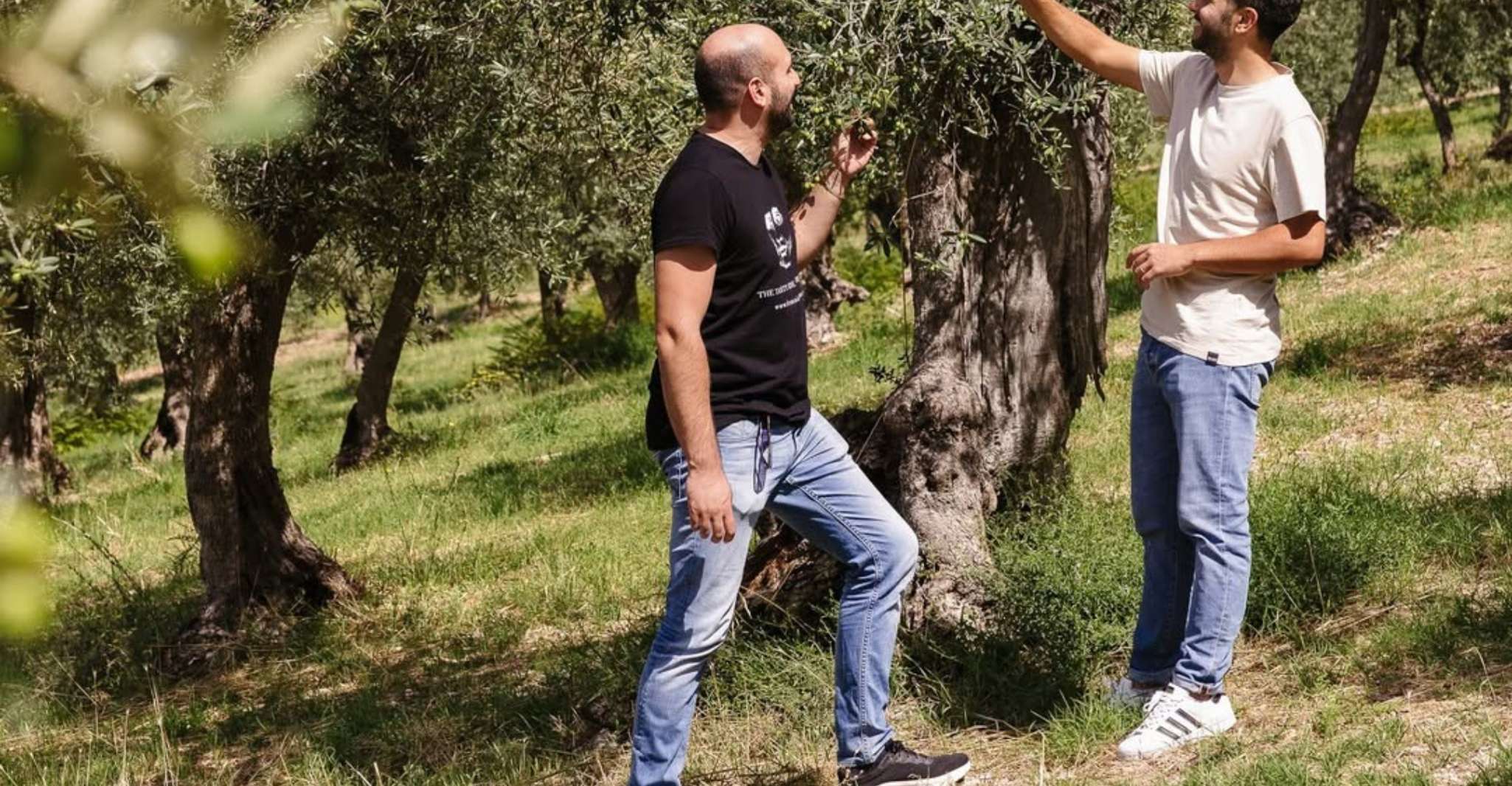 Tour del frantoio con degustazione vicino a Spoleto e Foligno