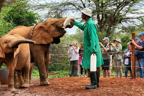 Elephant Orphanage Trust and Bomas of Kenya Tour