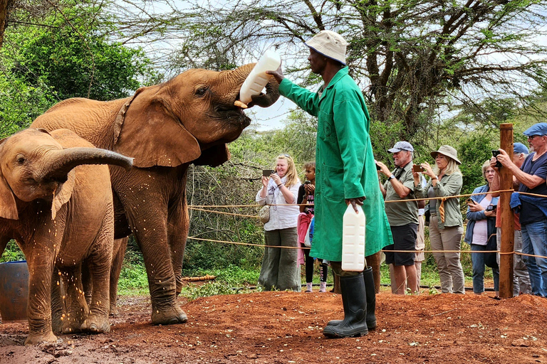 Visite de l'Orphelinat des éléphants et des Bomas du Kenya