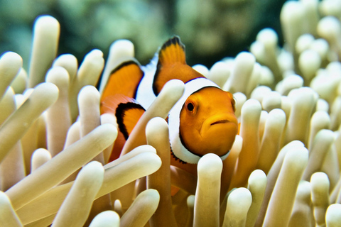 Cairns : Aventure d&#039;une demi-journée de plongée avec masque et tuba sur la Grande Barrière de Corail