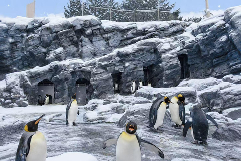 Late Departure: Asahiyama Zoo & Blue Pond & Ningle Terrace