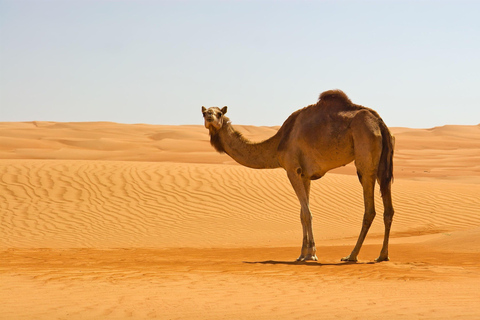 From Muscat: 2-Day Wadi Bani Khalid & Wahiba Sands Tour