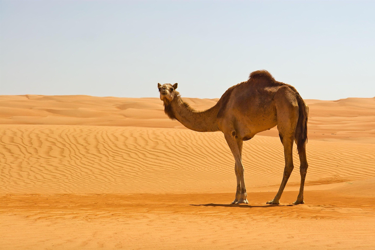 From Muscat: 2-Day Wadi Bani Khalid & Wahiba Sands Tour