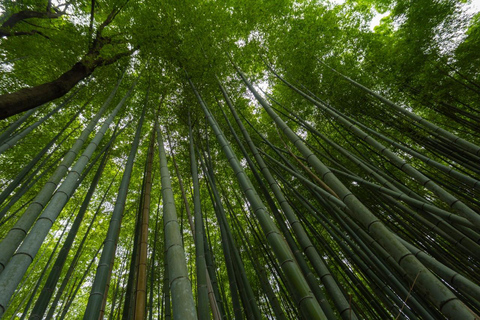 Kyoto: Arashiyama Unveiled – Bamboo, Temple, Matcha, Monkeys Kyoto: Arashiyama Unveiled Bamboo, Temple, Matcha, & Monkeys