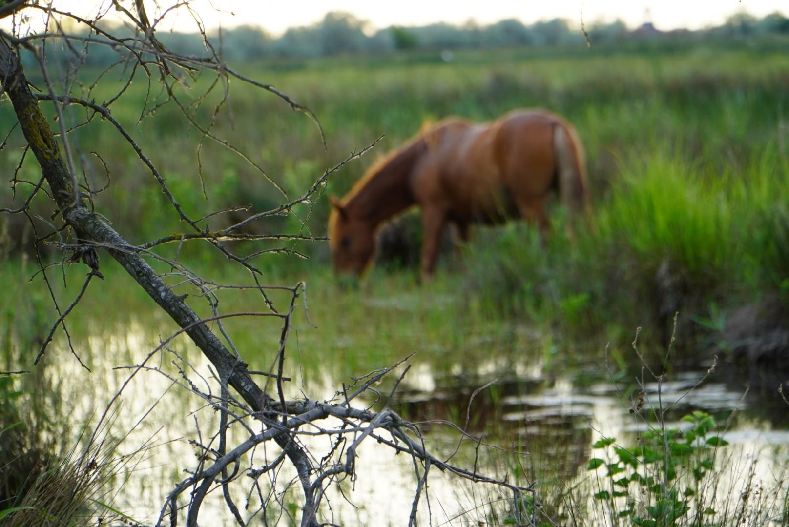 Ab Bukarest: 3-tägige Donaudelta-Tour mit Bootssafari