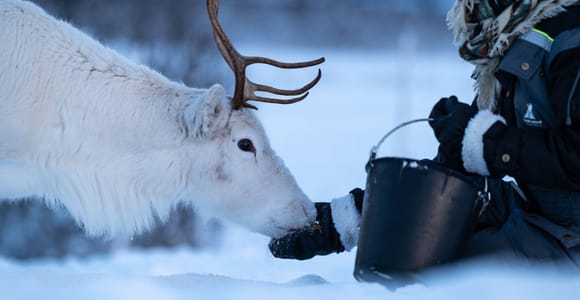 From Tromsø: Sami Culture and Reindeer Feeding
