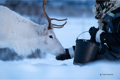 From Tromsø: Sami Culture and Reindeer Feeding