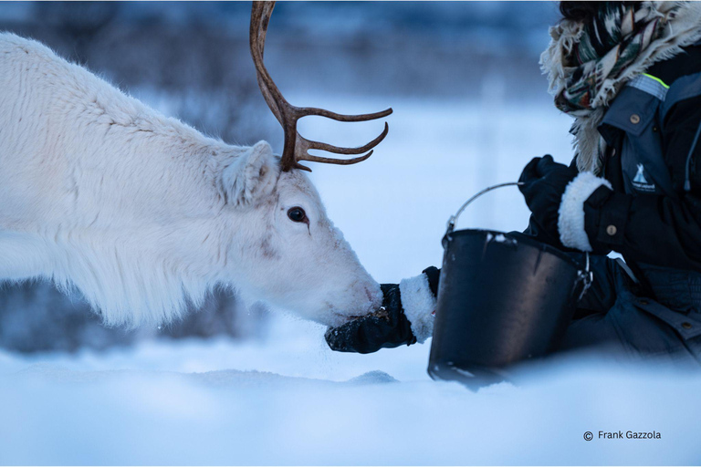 From Tromsø: Sami Culture and Reindeer Feeding