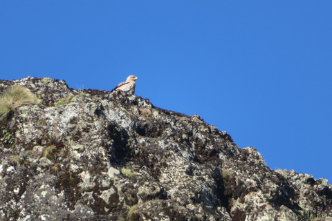 Addis Ababa: 8-Day Bale Mountains Birdwatching Tour