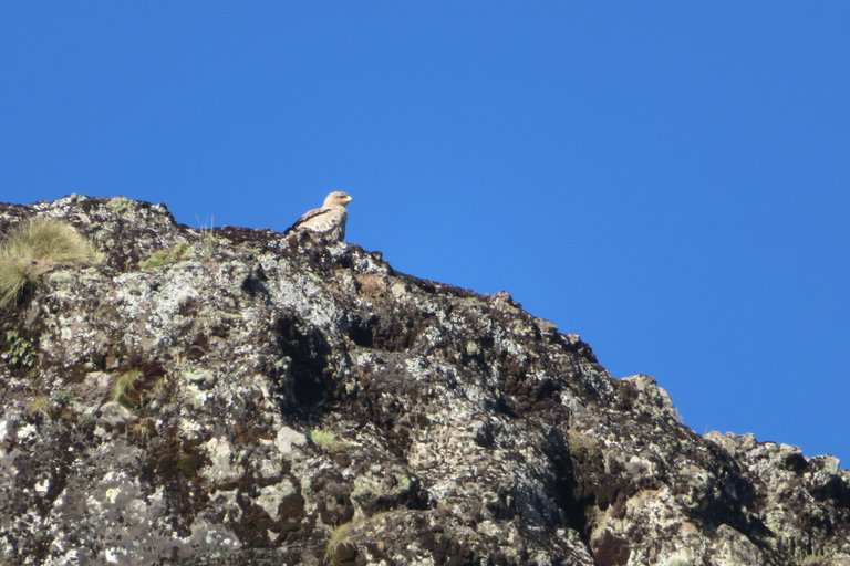 Addis Ababa: 8-Day Bale Mountains Birdwatching Tour