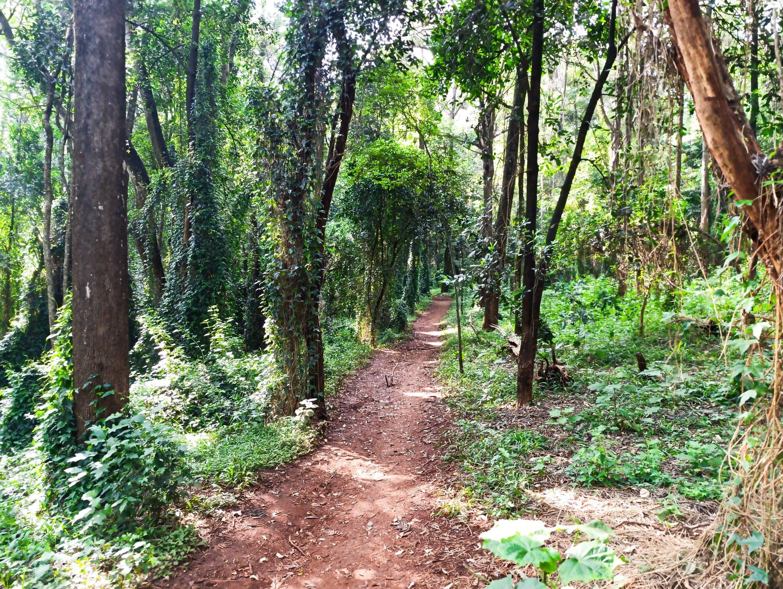 Nairobi: Geführte Fahrradtour oder Rundgang im Karura-Wald