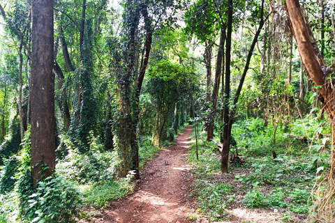 Nairobi: Karura Forest Guided Bike Tour or Walking tour