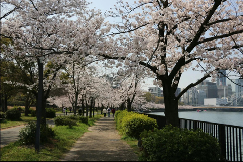 Osaka: Cherry Blossom Walking Tour with a Local 4-hours:Osaka Cherry Blossom Walking Tour with a Local Guide