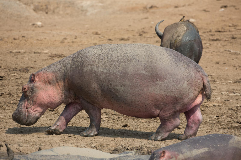 From Kampala: 4-Day Queen Elizabeth & Lake Mburo Safari Tour