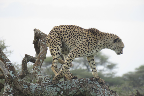 Zwei Tage Safari nach Tarangire &amp; Ngorongoro Krater