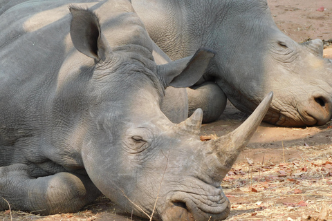 Livingstone: Pirschfahrt und Breitmaulnashorn-Safari Kurzspaziergang