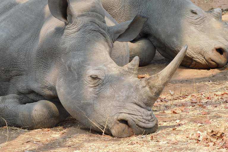 Livingstone: Pirschfahrt und Breitmaulnashorn-Safari Kurzspaziergang