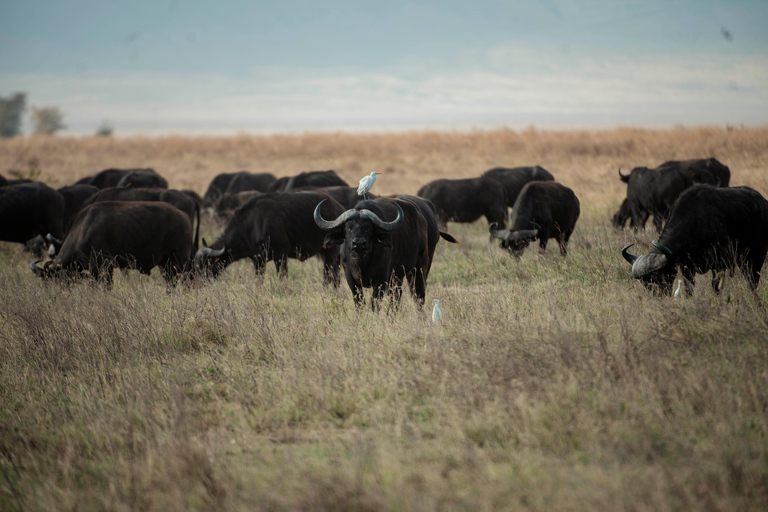 Arusha: 2-Day Lake Manyara & Ngorongoro Crater Safari