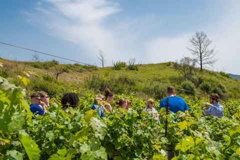 Rhodes: Filerimos & Valley of the Butterflies & Wine Tasting Tour With Pick up From FALIRAKI & KALLITHEA