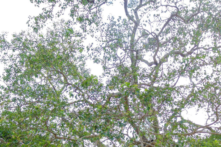 Sigiriya to Wilpattu Safari & Anuradhapura Cultural Day Tour