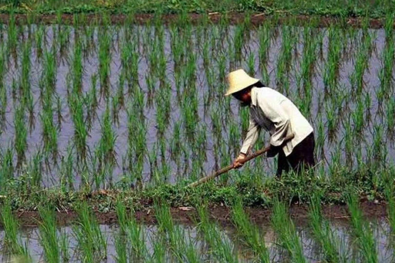 Sansibar: Kokosnussplantage, Reisfarm und Höhlentour