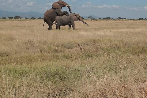 5days Tour Tsavo East & west,Amboseli from Mombasa / Nairobi