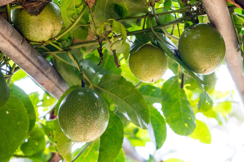 Huatulco: Pluma Hidalgo Coffee Origin and Essence.