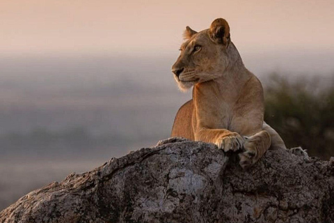 3 Days, 2 nights safari to Samburu National Reserve 3 Days private safari in a 4x4 Landcruiser jeep