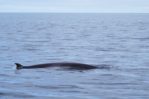 Reykjavik : 3 h d’observation des baleinesReykjavik : visite d'observation des baleines de 3 heures