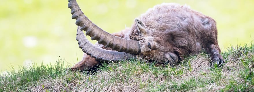 Engadine : les bouquetins de près - Circuit photo de la faune au printemps