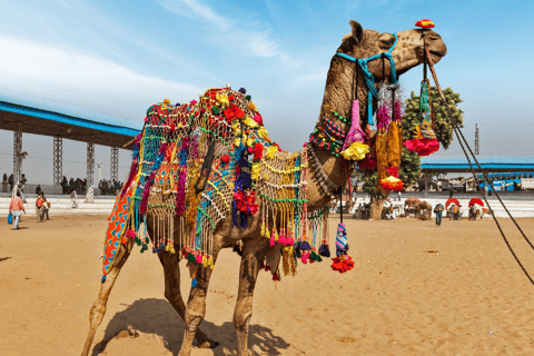 Von Jaipur aus: Ajmer Pushkar Private Tour mit Taxi und Reiseführer