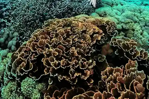 "Visite privée : Pink Beach Lombok Gili Islands & Sand Island" (en anglais)