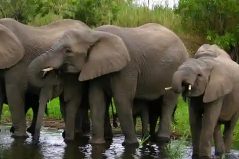 Tala Game Reserve & Natal Lion Park 1/2 Day Tour from Durban