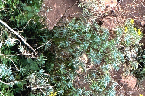 Addis Ababa: Wild Hyenas, Forest Hike & Sunset Experience