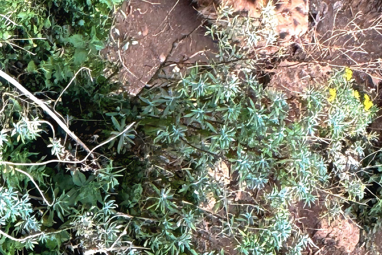 Addis Ababa: Wild Hyenas, Forest Hike & Sunset Experience
