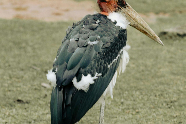 Nairobi: Lake Nakuru National Park and Lake Naivasha Tour