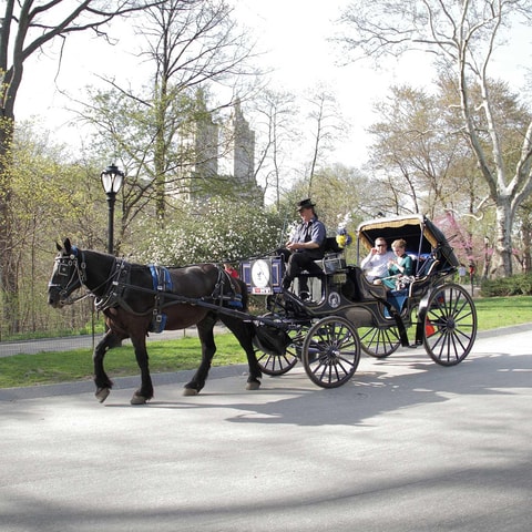 New York City: Central Park Horse Carriage 25-min Ride