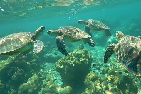 Mascate - Vive una inolvidable aventura de buceo con 2 tanques