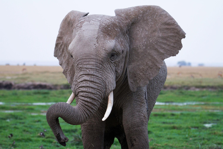 Mombasa: Tsavo West Overnight Safari & Night Drive at Ziwani