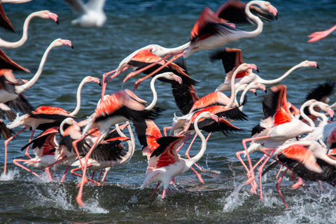 Walvis Bay : Pelican Point Birding and Cape Fur seal tour