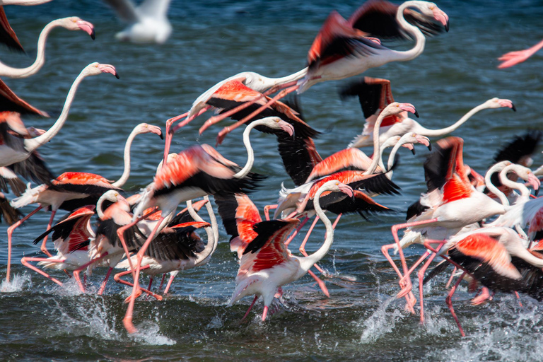 Walvis Bay: Fågelskådning vid Pelican Point och tur med Cape Fur-säl