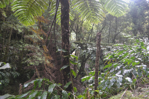 Sao Miguel Hike to Janela do Inferno and Lagoa do Fogo