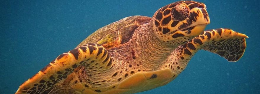 Visite de la grotte de Kuza, The Rock, kayak transparent en tandem, plage de Paje