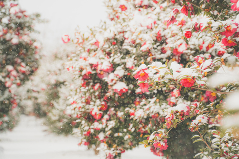 Jeju: Day Tour, Small Volcano & Landmark & UNESCO Heritage Private Day Tour 5hr (Just Car Charter/Not including ticket)