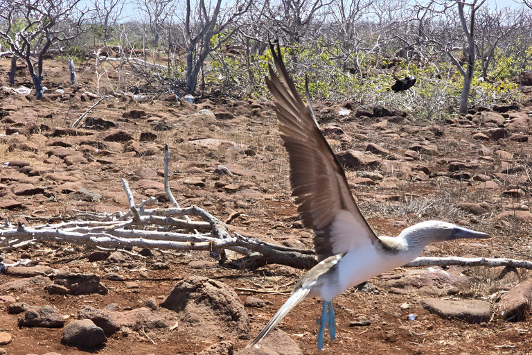 NORTH SEYMOUR &amp; BACHAS BEACH- BIRDWATCHING &amp; SNORKELING TOURBIRDWATCHING ENDEMIC BIRDS-NORTH SEYMOUR &amp; BACHAS BEACH TOUR