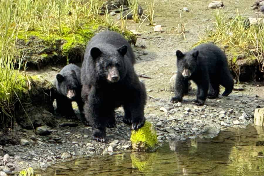 Premium-Regenwald-Erlebnis in Ketchikan. Foto: GetYourGuide