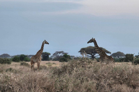 Nairobi: 3-Day honeymoon safari to Amboseli National Park Overnight Private to Amboseli National Park