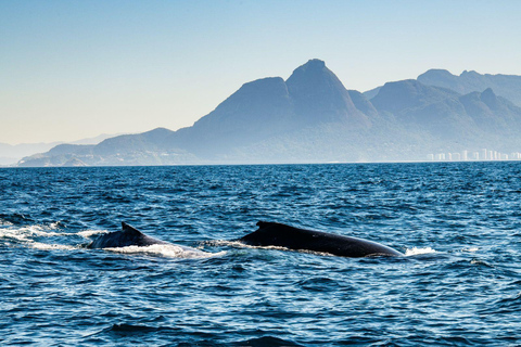 The Rio´s Ultimate Whale Whatching Experience THE RIO´S ULTIMATE WHALE WHATCHING