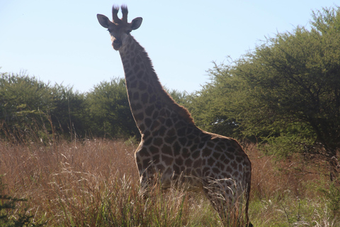 Maravilhas Selvagens de Maasai Mara - Safari de 3 dias