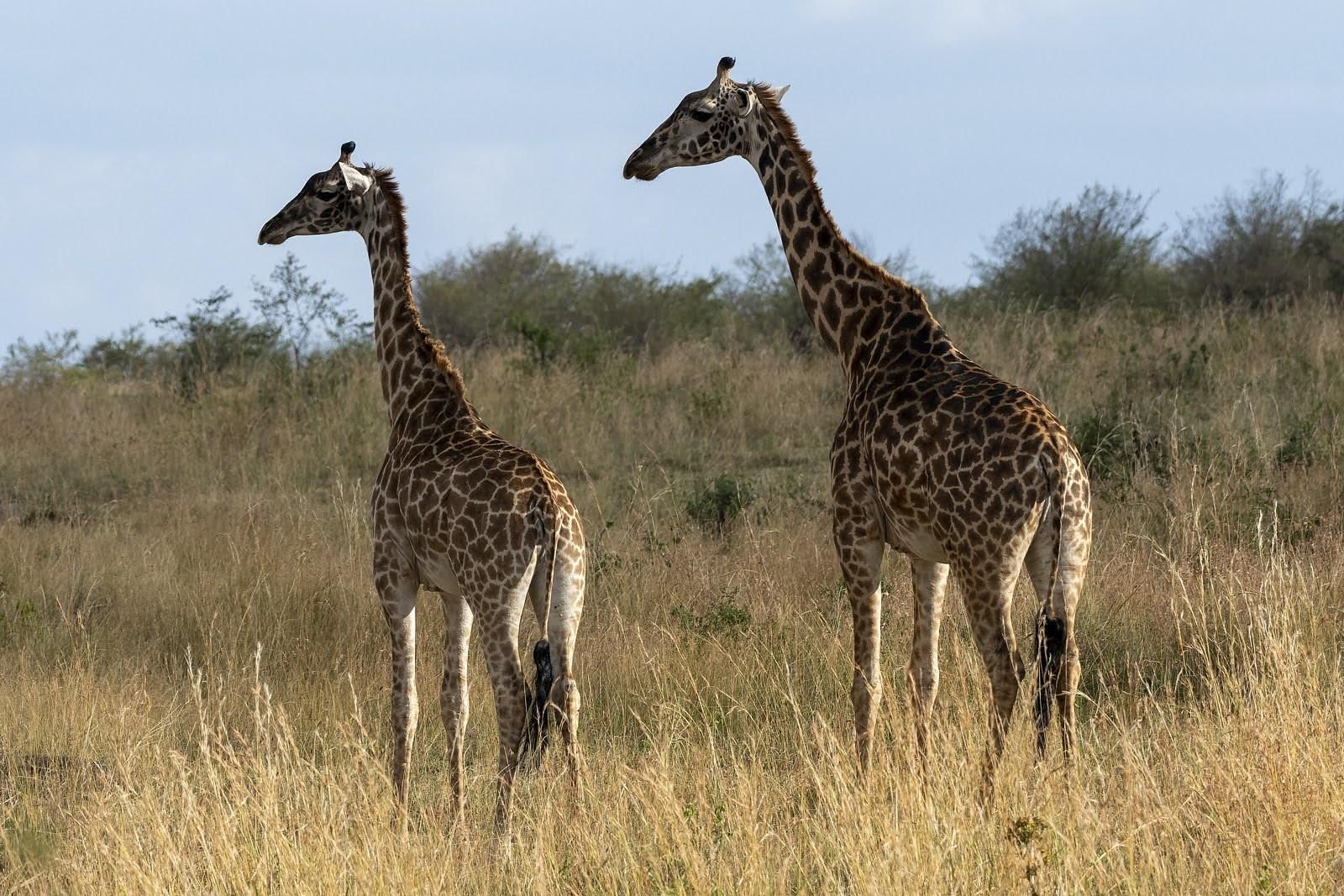Ab Nairobi: 5-tägige Safari in Kenia mit Mahlzeiten und Transfer
